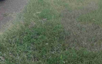Photo of Amanda B.'s yard after getting landscaping in Byhalia, MS