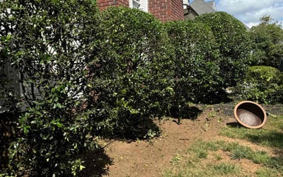 Photo of Mark S.'s yard after getting landscaping in Midland, NC