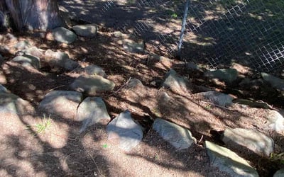 Photo of Michelle L.'s yard after getting landscaping in Seattle, WA