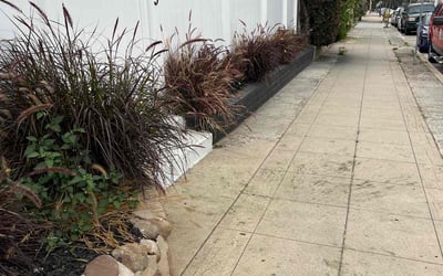 Photo of Mathilde T.'s yard after getting tree care in San Diego, CA