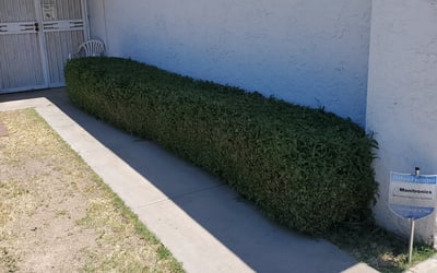 Photo of Kelly N.'s yard after getting landscaping in Valley Farms, AZ