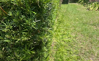 Photo of Ahmier H.'s yard after getting landscaping in Orlando, FL