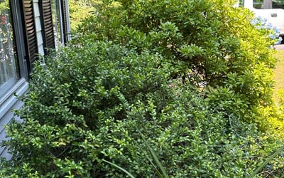 Photo of Brian U.'s yard after getting landscaping in Gloucester, MA