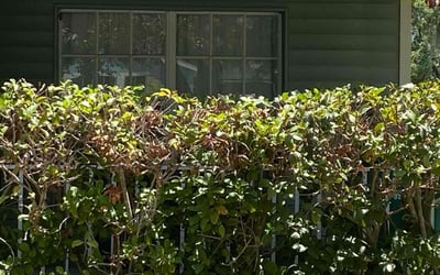 Photo of Ryan B.'s yard after getting landscaping in Wesley Chapel, FL