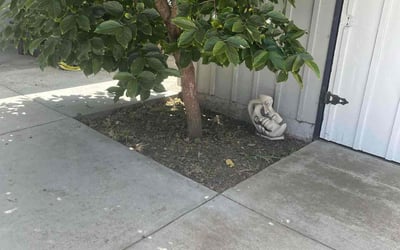 Photo of Lynda E.'s yard after getting tree care in Palo Alto, CA