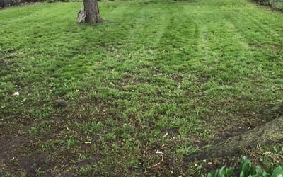 Photo of Jessica P.'s yard after getting landscaping in White Lake, MI