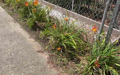 Photo of Charles S.'s yard after getting landscaping in Port Haywood, VA