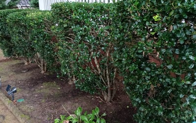 Photo of Brandon R.'s yard after getting landscaping in Jersey, GA