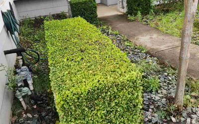 Photo of Anita A.'s yard after getting lawn care in El Dorado Hills, CA