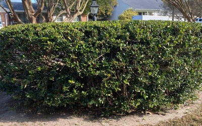 Photo of Rebecca A.'s yard after getting landscaping in Seaford, VA
