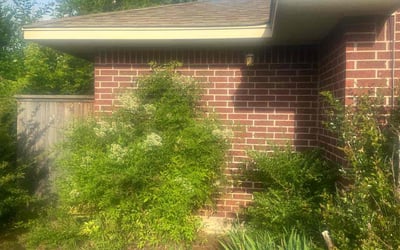 Photo of Karol K.'s yard after getting tree care in Edmond, OK