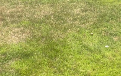 Photo of Donna L.'s yard after getting tree care in Evergreen, CO