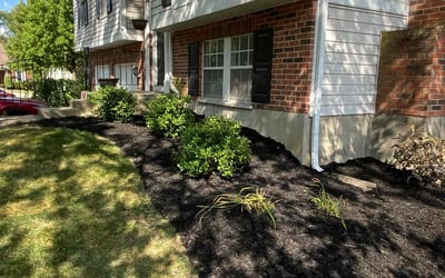Photo of Kelly G.'s yard after getting landscaping in Alexandria, KY