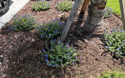 Photo of Denise M.'s yard after getting landscaping in Myakka City, FL