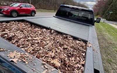 Photo of Steve H.'s yard after getting tree care in Hugo, MN