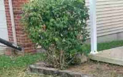 Photo of Vanessa L.'s yard after getting landscaping in Wilmore, KY