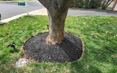 Photo of Richard M.'s yard after getting landscaping in Haymarket, VA