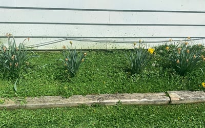 Photo of Amanda A.'s yard after getting landscaping in Williamstown, KY