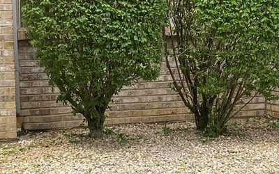 Photo of Robert R.'s yard after getting landscaping in Kirkersville, OH