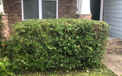 Photo of Kathryn G.'s yard after getting landscaping in Benson, NC