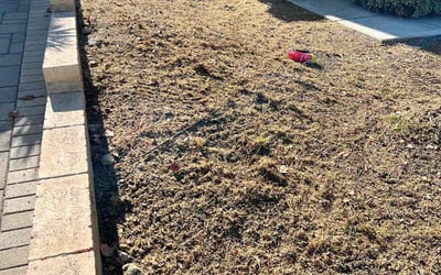 Photo of Sharon Y.'s yard after getting landscaping in Pine Valley, CA