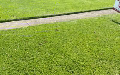 Photo of Deborah S.'s yard after getting landscaping in Donaldsonville, LA