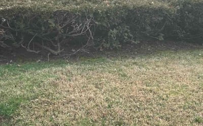 Photo of Lisa C.'s yard after getting landscaping in Glen Mills, PA