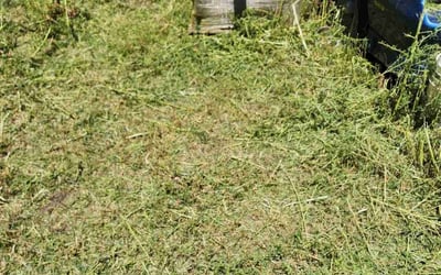 Photo of Anna L.'s yard after getting landscaping in Canyon, TX