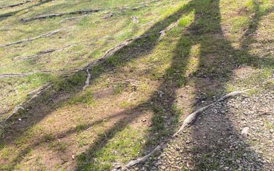 Photo of Joshua J.'s yard after getting tree care in Barnesville, GA