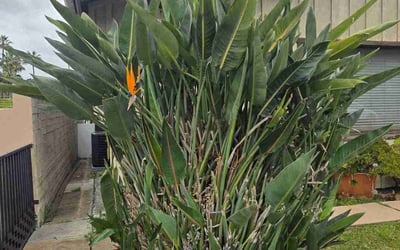 Photo of Julie E.'s yard after getting landscaping in La Mesa, CA