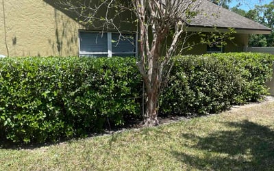 Photo of Toni S.'s yard after getting landscaping in Sarasota, FL