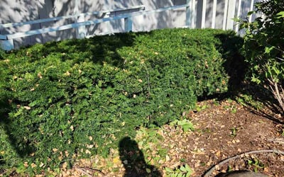 Photo of Jacob R.'s yard after getting landscaping in Wausau, WI