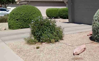 Photo of James C.'s yard after getting landscaping in New River, AZ