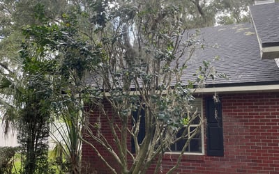 Photo of Henry E.'s yard after getting landscaping in Lakeshore, FL