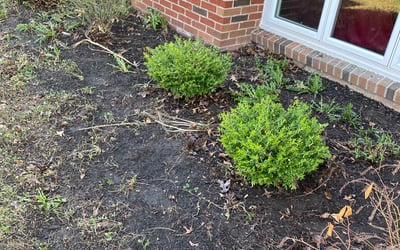 Photo of Jeffrey L.'s yard after getting landscaping in Hilton, NY