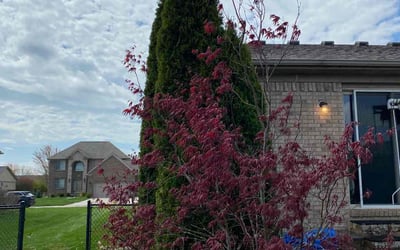 Photo of Cynthia S.'s yard after getting landscaping in New Baltimore, MI