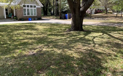 Photo of Catherine S.'s yard after getting landscaping in Ridgeville, SC