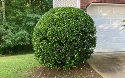 Photo of Megan H.'s yard after getting landscaping in Decatur, GA