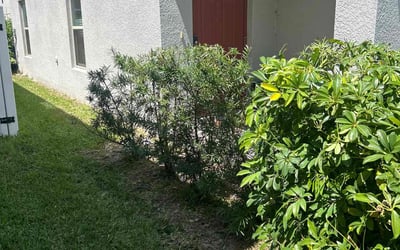 Photo of Matthew R.'s yard after getting landscaping in Tampa, FL
