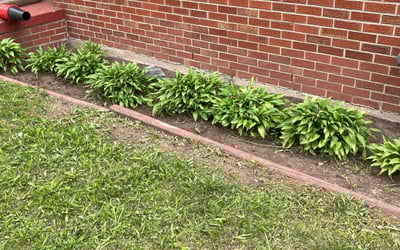 Photo of Sean M.'s yard after getting tree care in Westland, MI