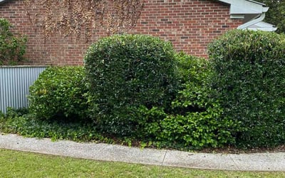 Photo of Paul D.'s yard after getting landscaping in Ridgeville, SC