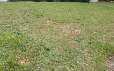 Photo of Sheila G.'s yard after getting landscaping in Irmo, SC
