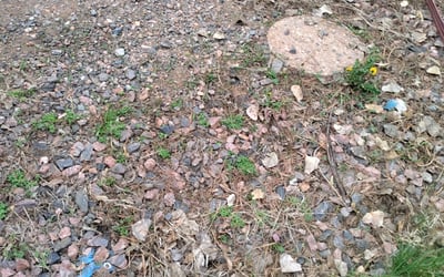 Photo of Pat B.'s yard after getting landscaping in Georgetown, CO