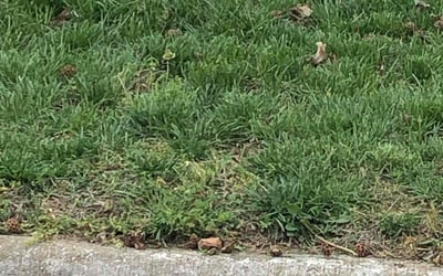 Photo of Chris c.'s yard after getting landscaping in Marshfield, MO