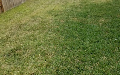 Photo of Austin F.'s yard after getting landscaping in Cat Spring, TX