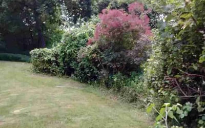 Photo of Michael G.'s yard after getting landscaping in Southbury, CT