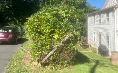 Photo of Robert K.'s yard after getting landscaping in Vernon Rockville, CT