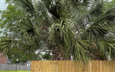 Photo of Jennifer N.'s yard after getting landscaping in Sugar Land, TX
