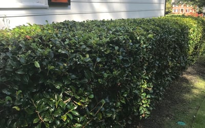 Photo of Teshia R.'s yard after getting tree care in Buford, GA