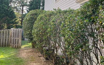 Photo of Kristy S.'s yard after getting landscaping in Mount Pleasant, NC